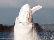 Noticia: Otra aparición estelar Migaloo, ballena blanca parece Moby Dick