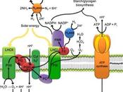 Homologías reacciones lumínicas f1f0 sintetasa fotosíntesis