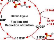 Introducción ciclo Calvin-Benson