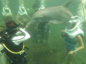 Bucear delfines Delphinus