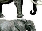 elefantas maestras cuestión elección pareja