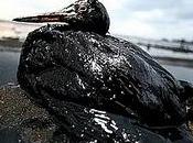 Catástrofe E.E.U.U. Marea NEGRA explosión plataforma petrolífera