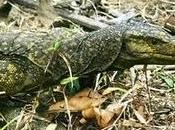 Nueva especie lagarto encontrada