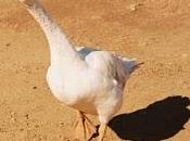 Derechos animales