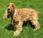 Cocker spaniel anglès