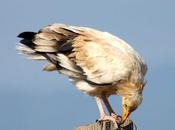 Alimoche buitre blanco/neophron percnopterus-egyptian vulture