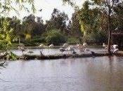 paraíso aves
