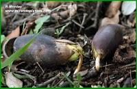 hombre plantaba árboles