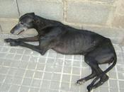 Dulce, galga maltratada peligro (Sevilla)