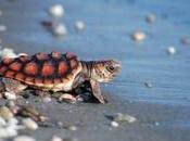 Liberadas litoral Málaga cinco tortugas bobas