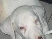 Cachorro albino busca hogar- Valencia