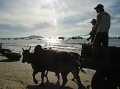 Dunas tropicales