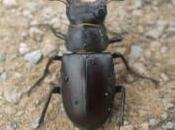 Ciervo volante Lucanus cervus)