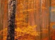 Feliz otoño