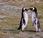 Pinguino Magallanes emperador indiscutido Patagonia