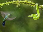 incierto duelo aéreo entre colibrí víbora