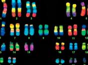 Formación cromosomas durante profase