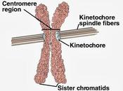 Morfoligía cromosomas