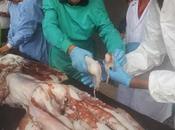 Noticia: Hallado muerto calamar gigante playa Asturias