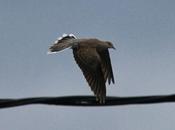 Buen semana migración