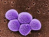 Staphylococcus aureus resistentes meticilina ganado. problema pocos, muchos todos?