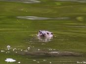 ¿Cuantas nutrias Parque Xixón?