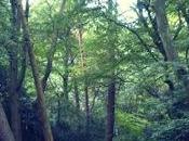 Walking around Epping Forest