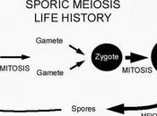 Meiosis intermedia generadora espora