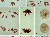 Tipos meiosis