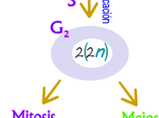 significado meiosis