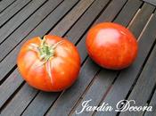 Obtener Semillas Tomate