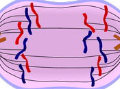 Meiosis metafase citocinesis