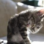 gatos lavan tanto?