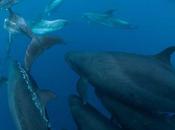 Ballenas delfines pueden trabajar juntos