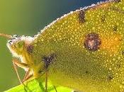 Colias crocea (Fourcroy, 1785) común