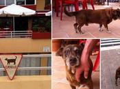 asunto Canelo