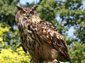 Documental: búho real, noche