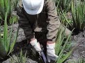 Recolección Aloe Vera