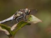 Sympetrum striolatum (Charpentier, 1840)