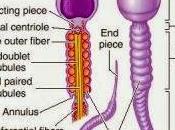 Objetivos especialización espermatozoides