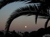 Luna entre hojas palmera