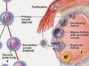 Introducción ovogénesis humana