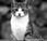 mitos sobre gatos