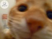 Gatito Jerome cumple