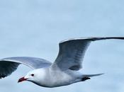 Gaviotas vuelo