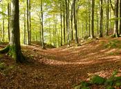 ¿Cómo creéis bosque historia?