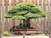 pino Yamaki, años bonsai antinuclear