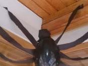 Araña