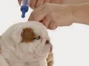 vacunación mascota: Beneficios riesgos