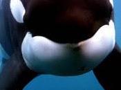 Ballena Calurosa